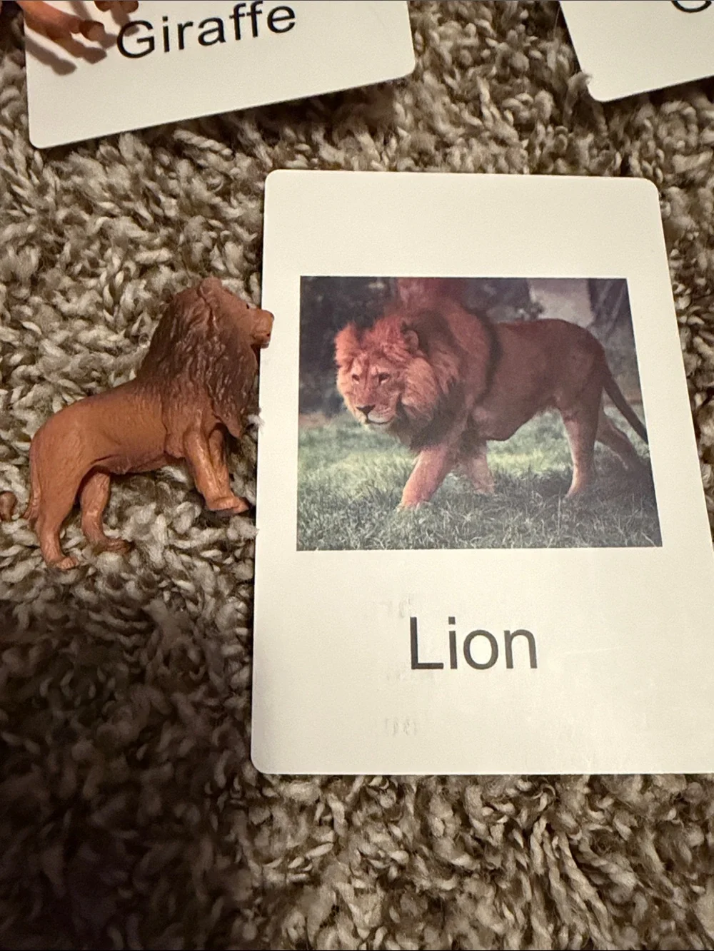 Animal Flash Card Set with Mini Figures - Multi-Color